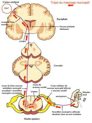 nocicepteurs