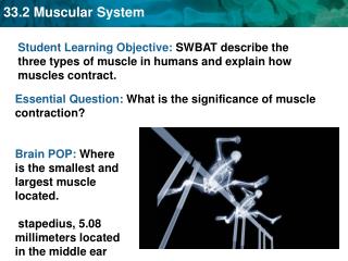 Essential Question: What is the significance of muscle contraction?
