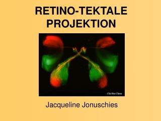 RETINO-TEKTALE PROJEKTION