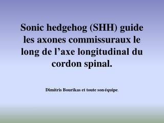 Sonic hedgehog (SHH) guide les axones commissuraux le long de l’axe longitudinal du cordon spinal.