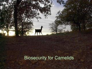 Biosecurity for Camelids