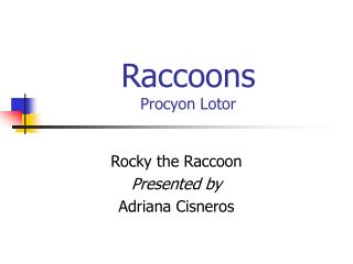 Raccoons Procyon Lotor