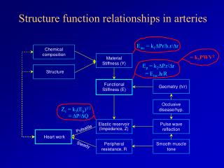 Structure function relationships in arteries