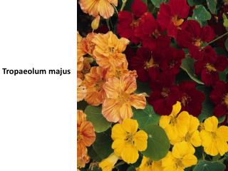 Tropaeolum majus