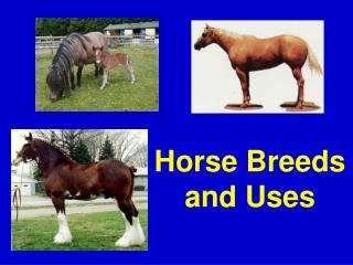 Horse Breeds and Uses