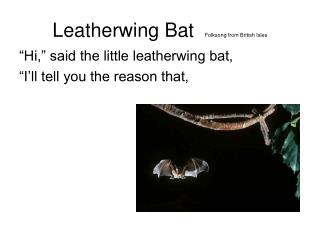 Leatherwing Bat Folksong from British Isles