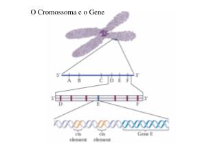 O Cromossoma e o Gene