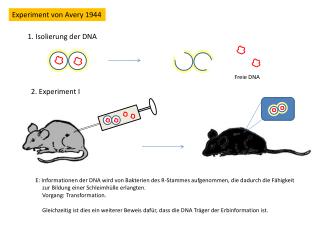 Experiment von Avery 1944