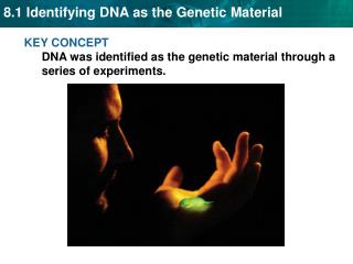 KEY CONCEPT DNA was identified as the genetic material through a series of experiments.