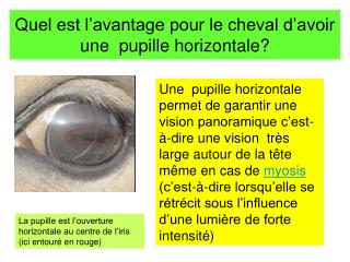 Quel est l’avantage pour le cheval d’avoir une pupille horizontale?