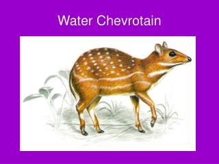 Water Chevrotain
