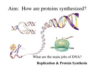 Aim: How are proteins synthesized?