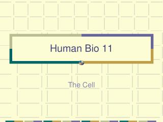 Human Bio 11