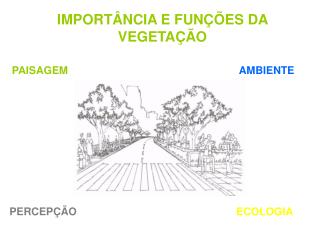 IMPORTÂNCIA E FUNÇÕES DA VEGETAÇÃO