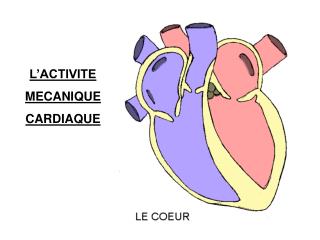 L’ACTIVITE MECANIQUE CARDIAQUE