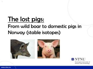 The lost pigs: From wild boar to domestic pigs in Norway (stable isotopes)