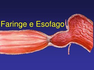Faringe e Esofago