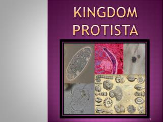 Kingdom Protista