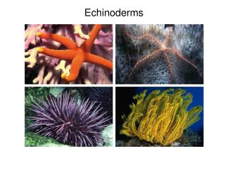 Echinoderms