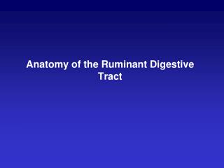 Anatomy of the Ruminant Digestive Tract