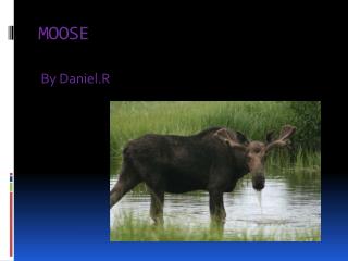 MOOSE