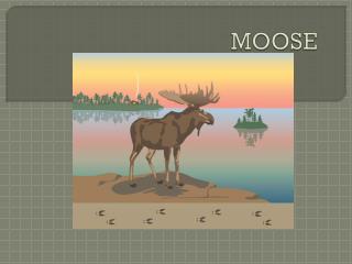 MOOSE