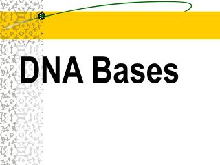 DNA Bases