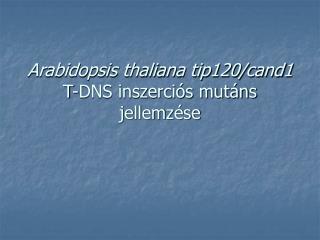 Arabidopsis thaliana tip120/cand1 T-DNS inszerciós mutáns jellemzése
