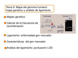 Tema 9. Mapa del genoma humano: mapa gen ético y análisis de ligamiento