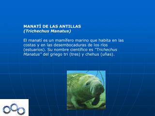 MANATÍ DE LAS ANTILLAS (Trichechus Manatus)