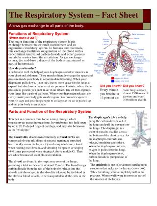 The Respiratory System – Fact Sheet