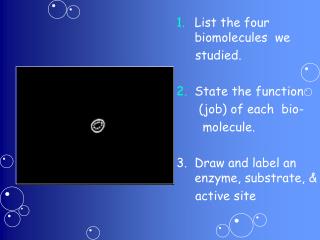 List the four biomolecules we studied. State the function (job) of each bio-