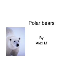 Polar bears