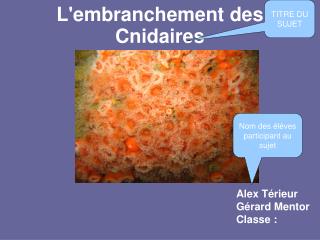 L'embranchement des Cnidaires