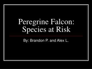 Peregrine Falcon: Species at Risk