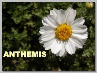 ANTHEMIS