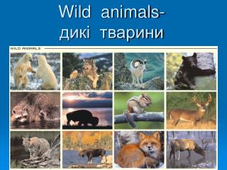 Wild animals- дикі тварини