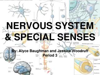 NERVOUS SYSTEM &amp; SPECIAL SENSES