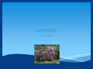 wombat