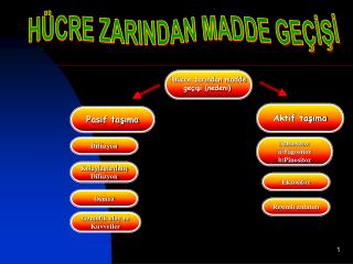 Hücre zarından madde geçişi (nedeni)