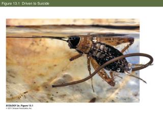 Figure 13.1 Driven to Suicide