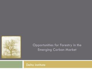 Opportunities for Forestry in the Emerging Carbon Market