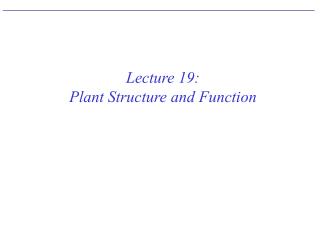 Lecture 19: Plant Structure and Function