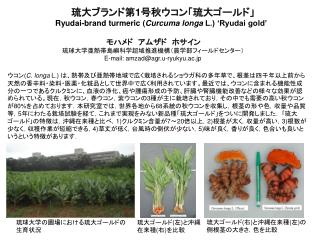 琉大ブランド第 1 号秋ウコン「琉大ゴールド」 Ryudai-brand turmeric ( Curcuma longa L.) ‘Ryudai gold’