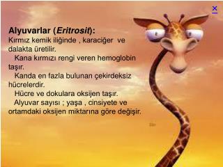 Alyuvarlar ( Eritrosit ):