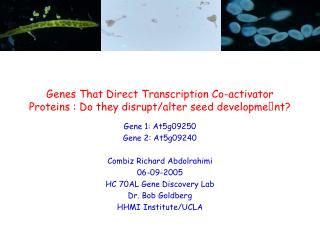 Genes That Direct Transcription Co-activator Proteins : Do they disrupt/alter seed development?
