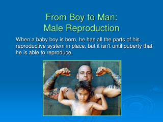 From Boy to Man: Male Reproduction