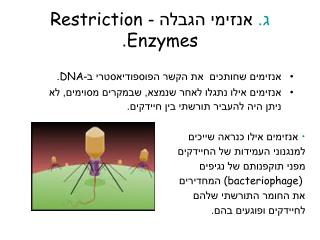 ג. אנזימי הגבלה - Restriction Enzymes .