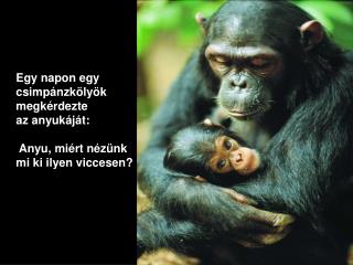 Egy napon egy csimpánzkölyök megkérdezte az anyukáját : Anyu, miért nézünk