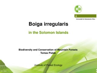 Boiga irregularis in the Solomon Islands